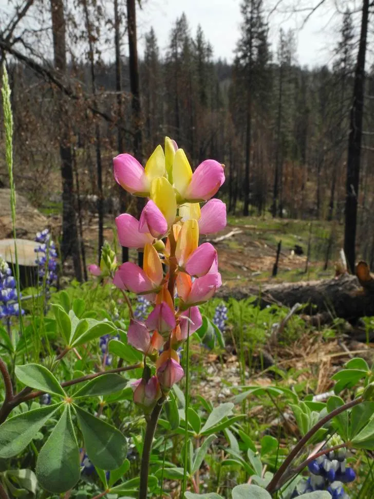 Pacific Lupine (Lupinus Lepidus) — This nitrogen-fixing legume enhances soil fertility; incorporate this stunning plant to attract pollinators such as bees and
