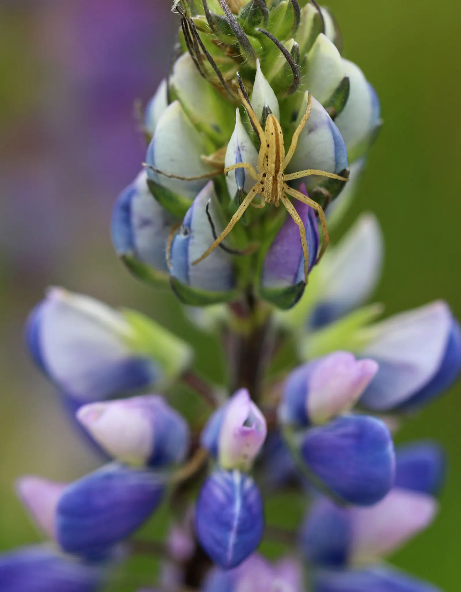 Pacific Lupine (Lupinus Lepidus) — hardiness zones 4-8, preferring full to partial sun; when considering its integration into your garden design
