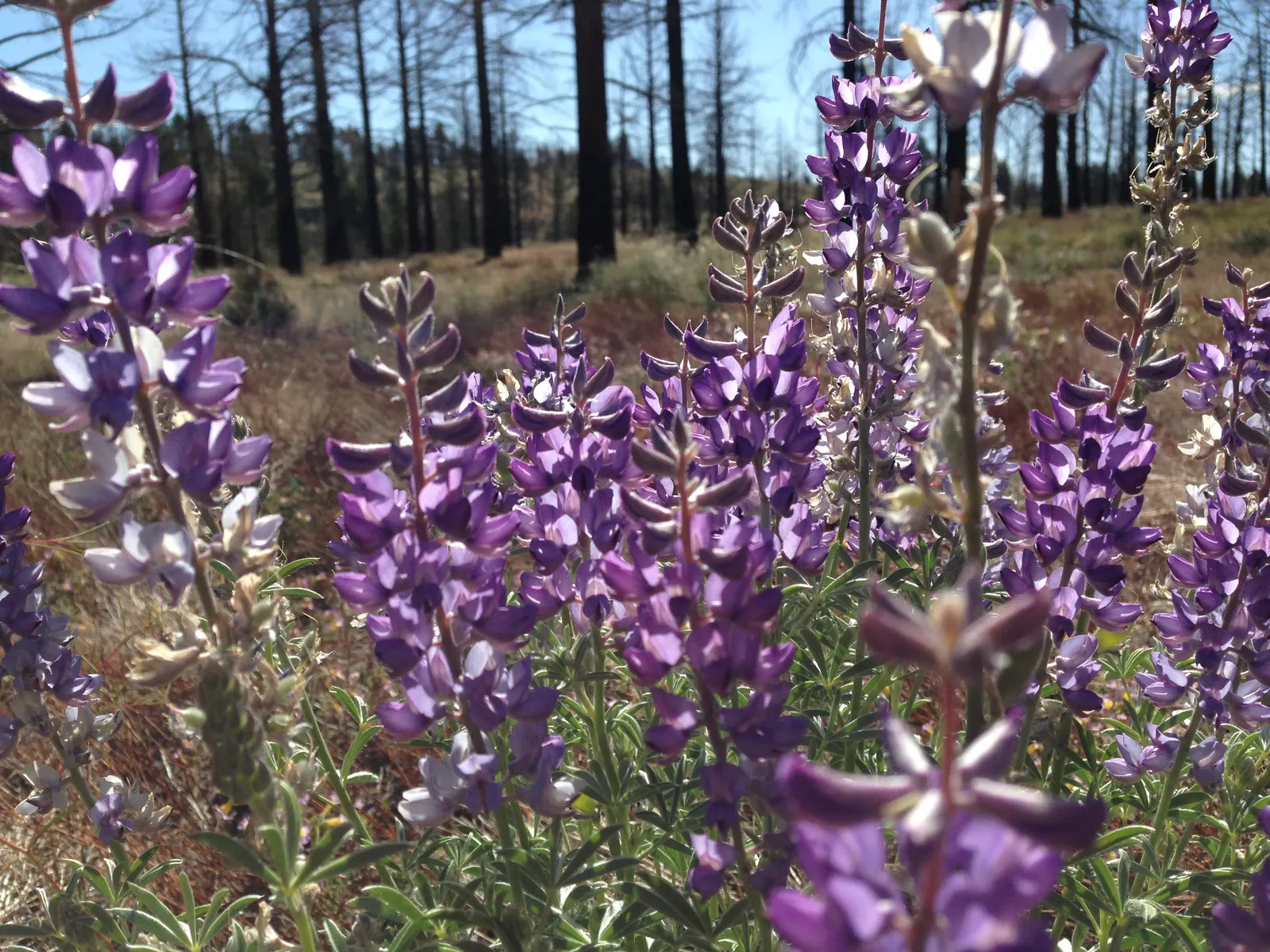Pacific Lupine (Lupinus Lepidus) — A perennial reaching 1-2 feet tall, it showcases vibrant blue to violet spikes in late spring to early summer