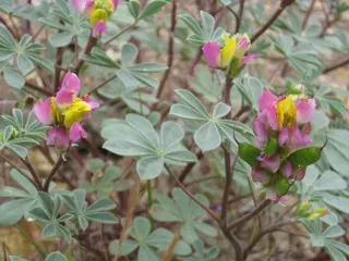 Pacific Lupine (Lupinus Lepidus) — making it a low-maintenance and eco-friendly option for your client's garden