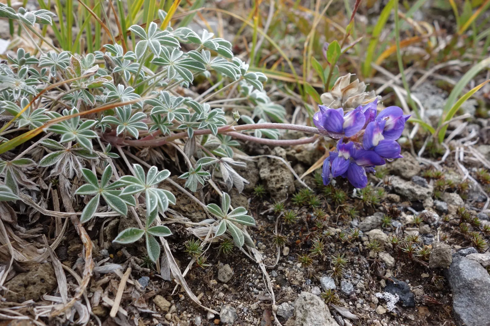 Pacific Lupine (Lupinus Lepidus) — This nitrogen-fixing legume enhances soil fertility; incorporate this stunning plant to attract pollinators such, image 91