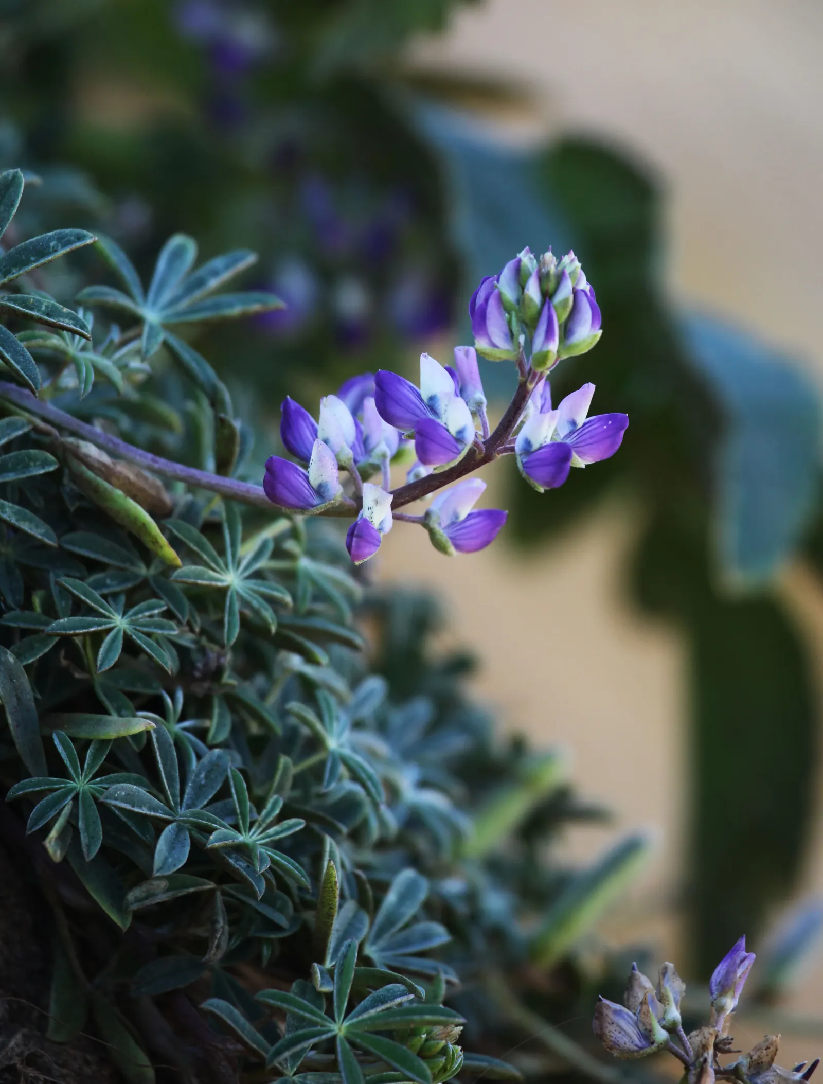 Pacific Lupine (Lupinus Lepidus) — ground cover / perennial with blue and purple blooms; as a drought-tolerant plant, image 86