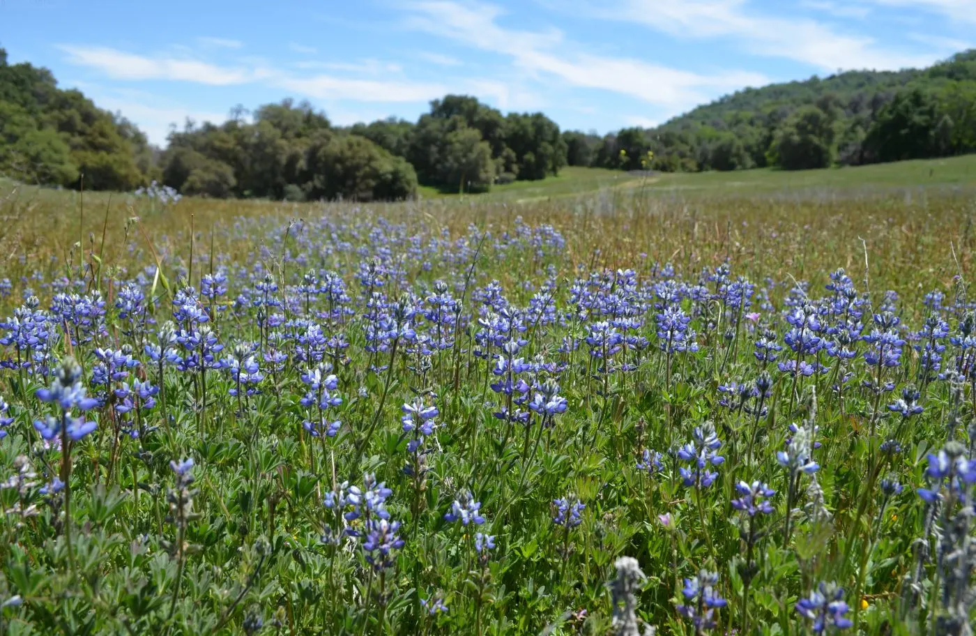 Pacific Lupine (Lupinus Lepidus) — ground cover / perennial for full; ultimately supporting local ecosystems and adding life to your design
