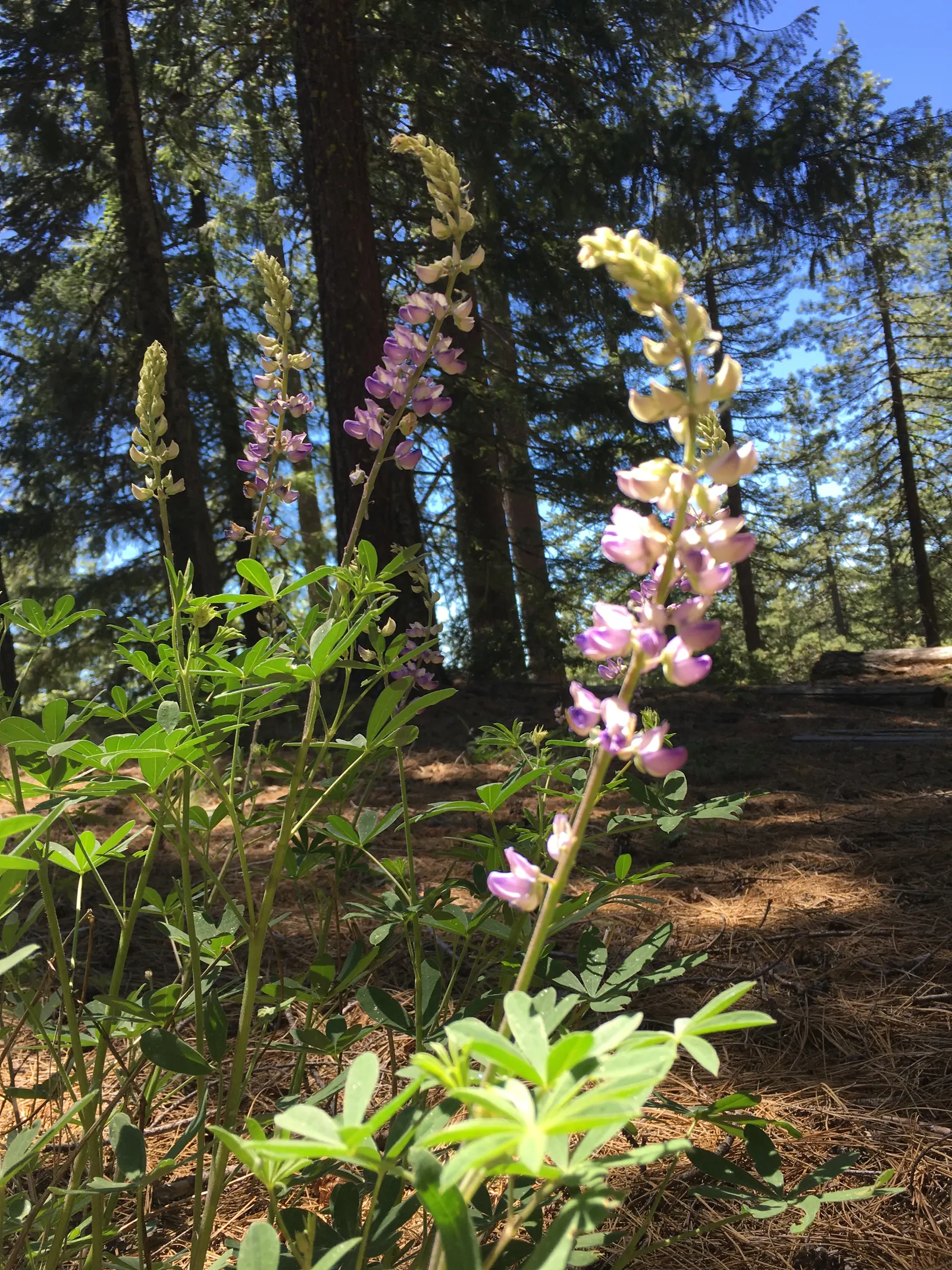 Pacific Lupine (Lupinus Lepidus) — expect an eye-catching display of flowers, image 44