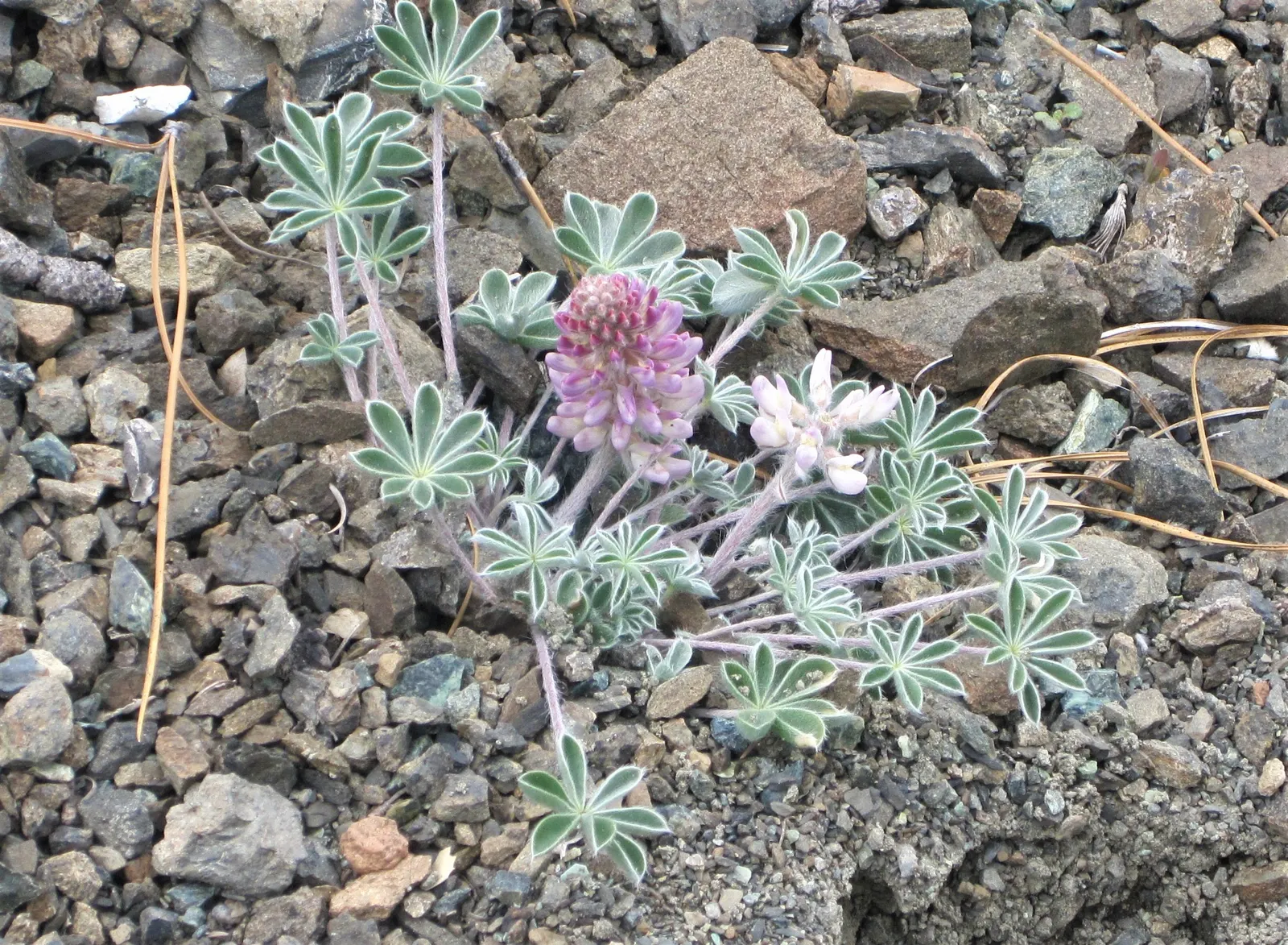 Pacific Lupine (Lupinus Lepidus) — Space plants about 1 foot apart for a lush, colorful display; each individual flower is a delicate showcase of, image 94