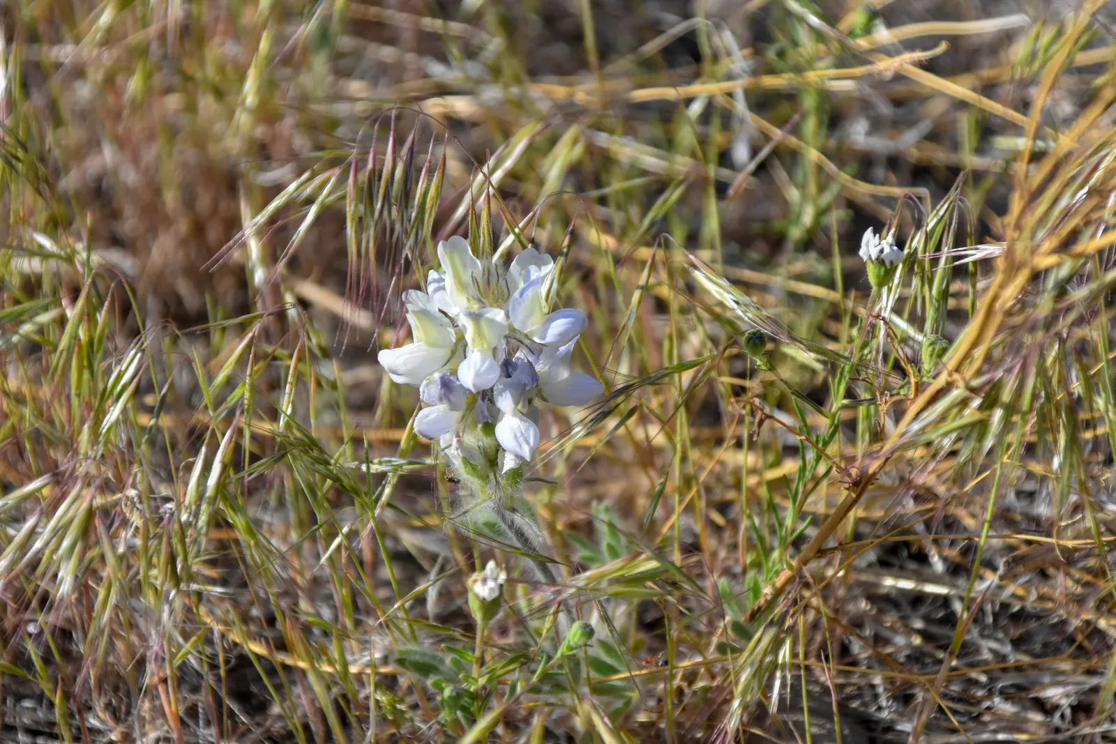 Pacific Lupine (Lupinus Lepidus) — which can be toxic if ingested; each bearing 5 to 9 leaflets that create a whorled appearance reminiscent of a, image 81
