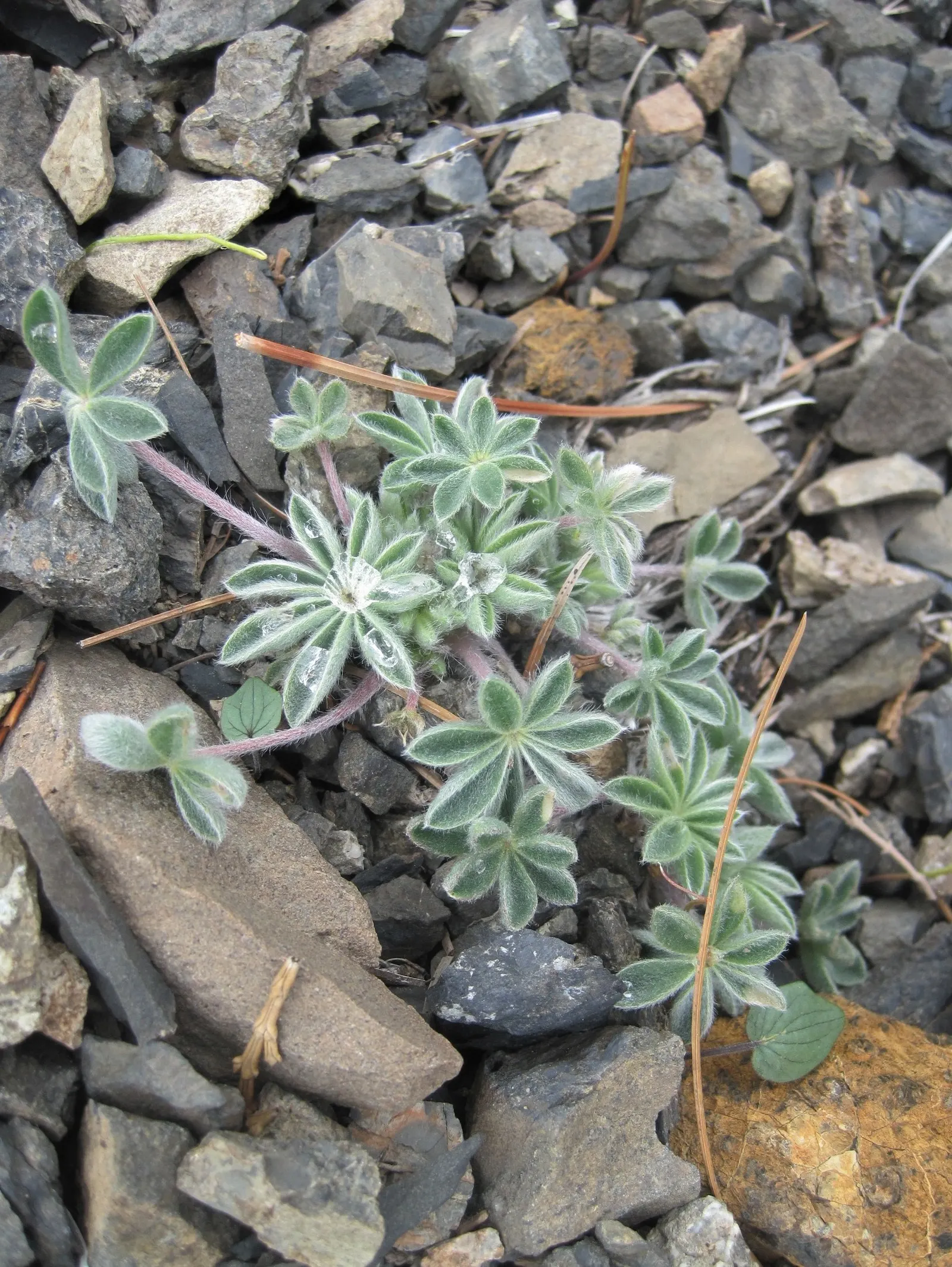 Pacific Lupine (Lupinus Lepidus) — ground cover / perennial with blue and purple blooms; as a drought-tolerant plant