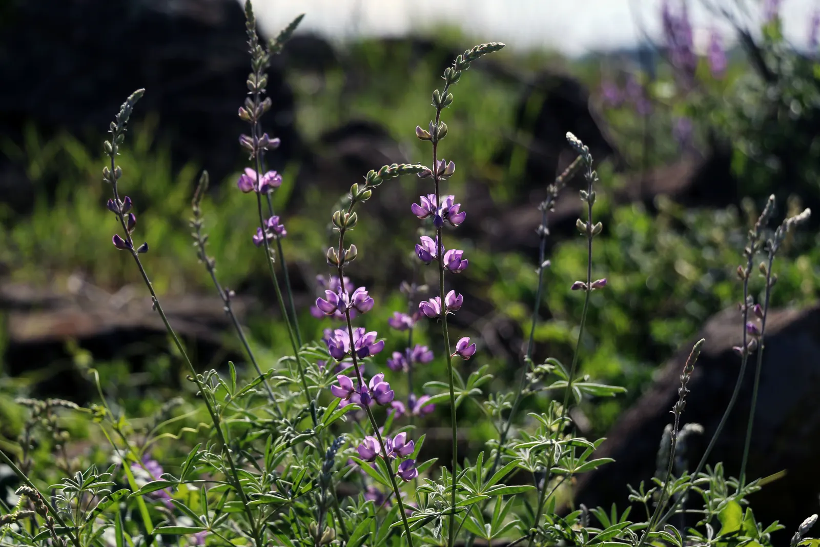 Pacific Lupine (Lupinus Lepidus) — A perennial reaching 1-2 feet tall, it showcases vibrant blue to violet spikes in late spring to early summer; sometimes
