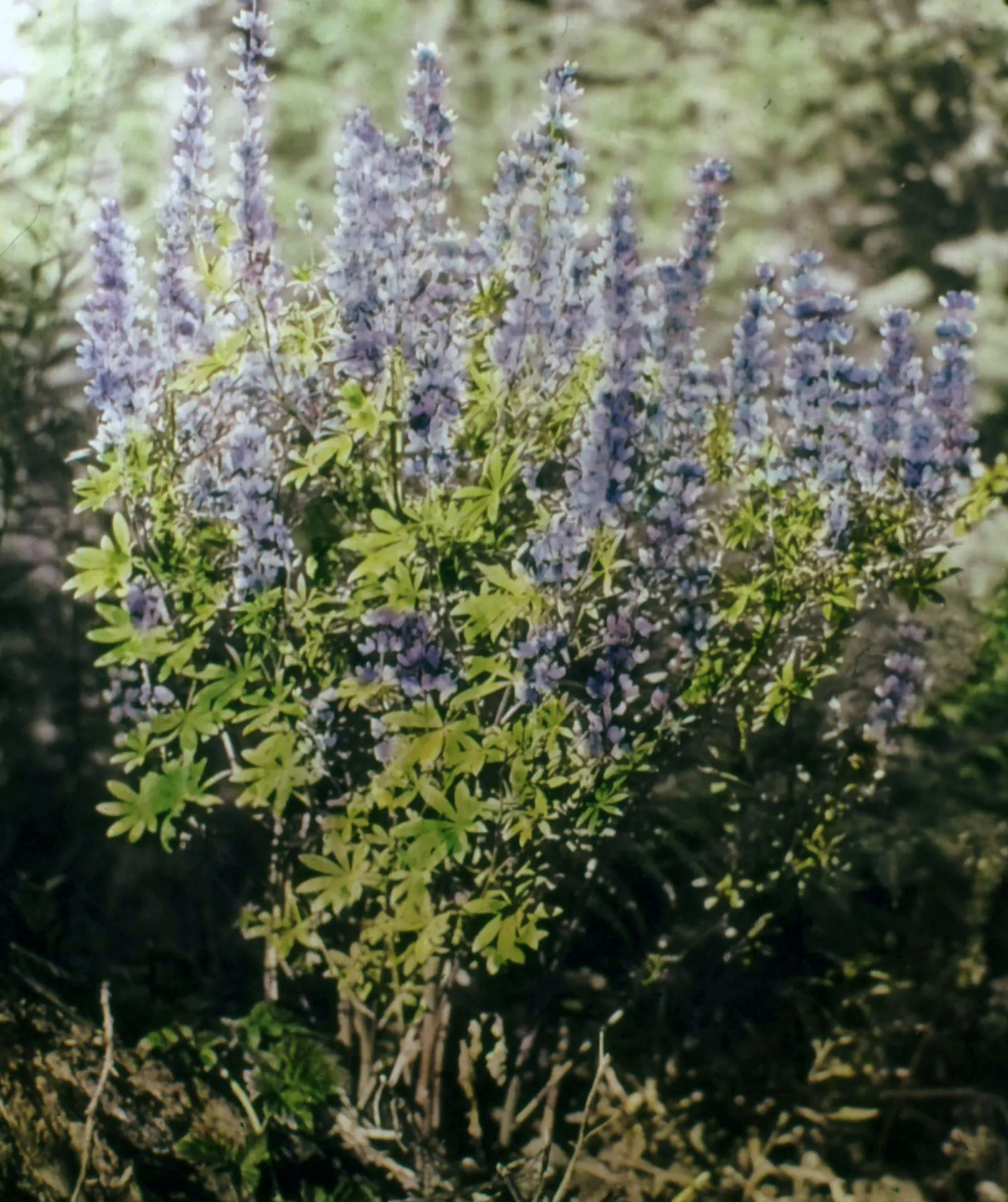 Pacific Lupine (Lupinus Lepidus) — scientifically known as Lupinus lepidus; so exercise caution if pets or children will be frequenting the garden, image 95