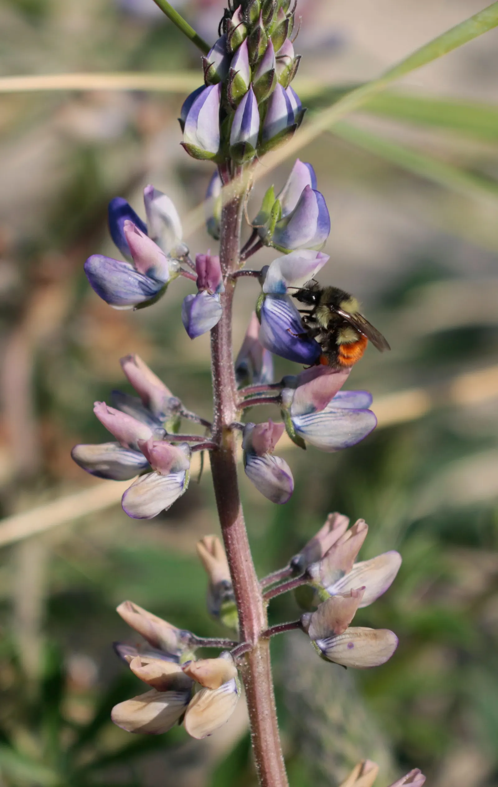 Pacific Lupine (Lupinus Lepidus) — Pacific Lupine (Lupinus lepidus) flourishes in U.S; this nitrogen-fixing legume enhances soil fertility, image 59