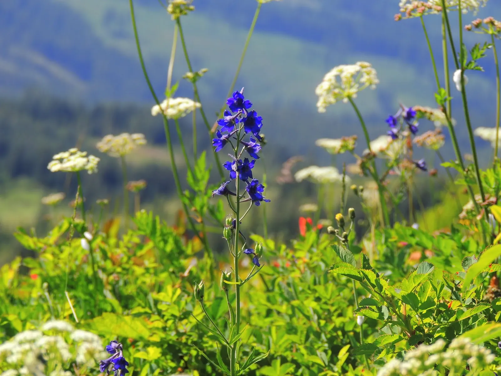 Pacific Lupine (Lupinus Lepidus) — blue and purple flowers in the garden; keep in mind its moderate stature