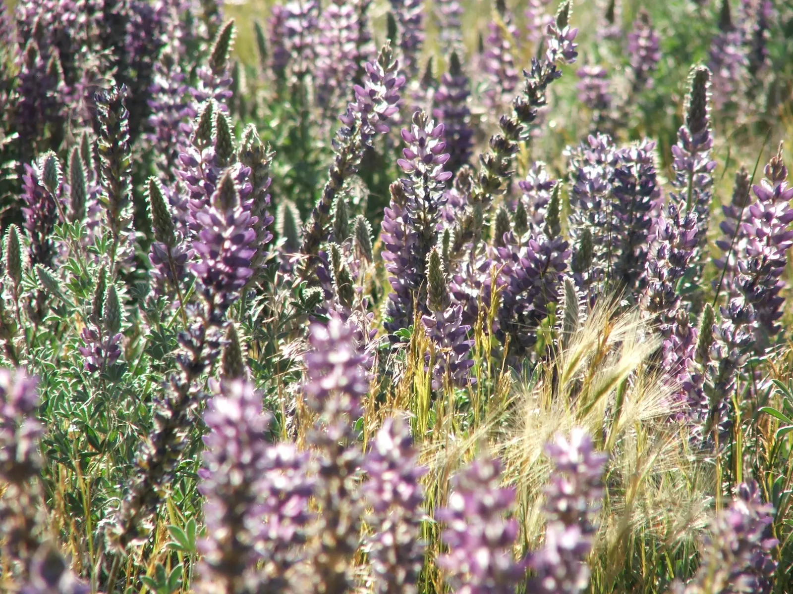Pacific Lupine (Lupinus Lepidus) — When considering its integration into your garden design; the Pacific Lupine blooms profusely in dense, erect, image 69