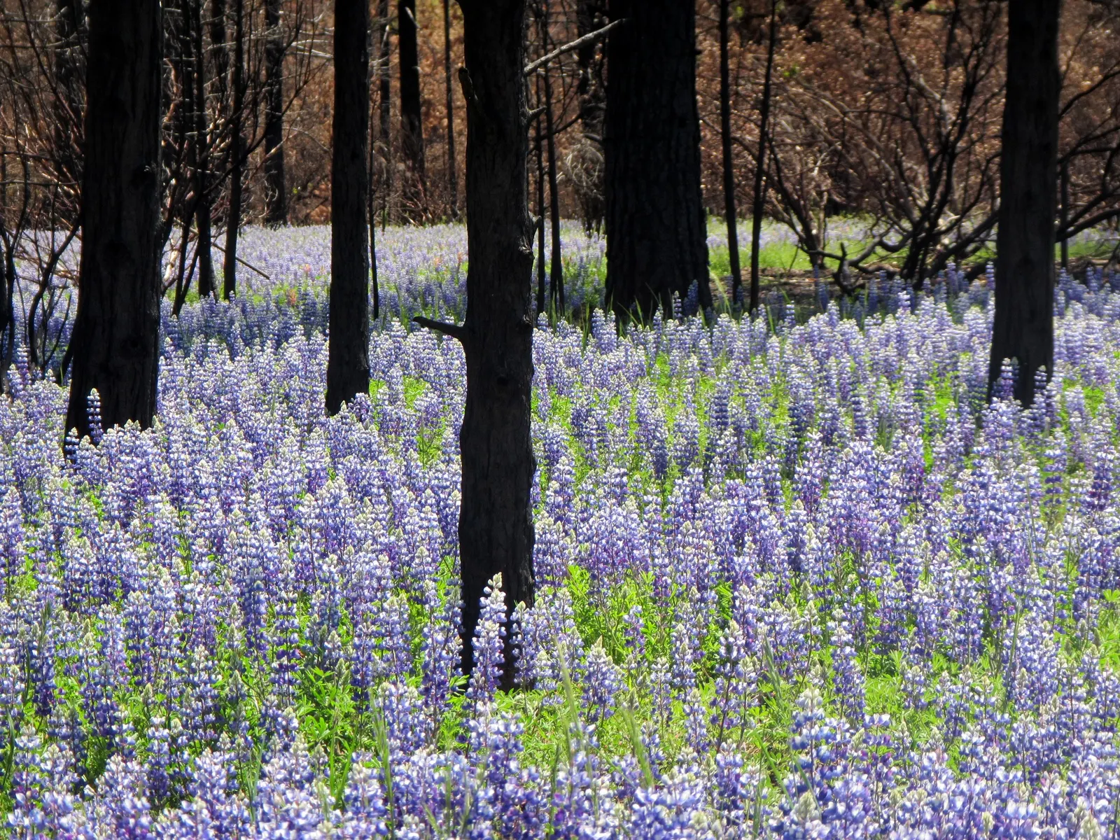 Pacific Lupine (Lupinus Lepidus) — Incorporate this stunning plant to attract pollinators such as bees and butterflies