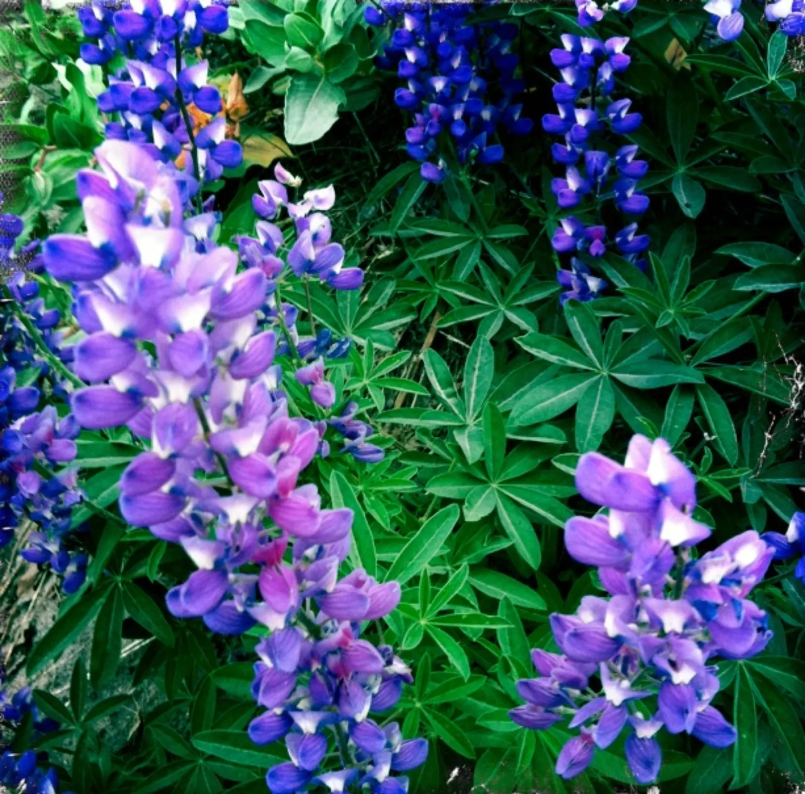 Pacific Lupine (Lupinus Lepidus) — which can be toxic if ingested