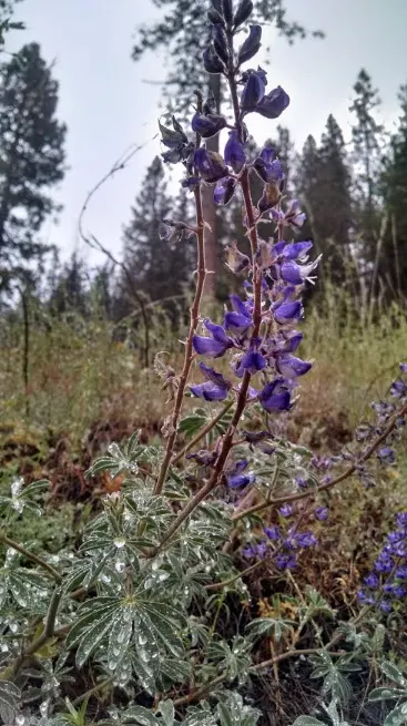 Pacific Lupine (Lupinus Lepidus) — This lupine species is also known for its ability to fix nitrogen in the soil; requires well-drained soil, image 80