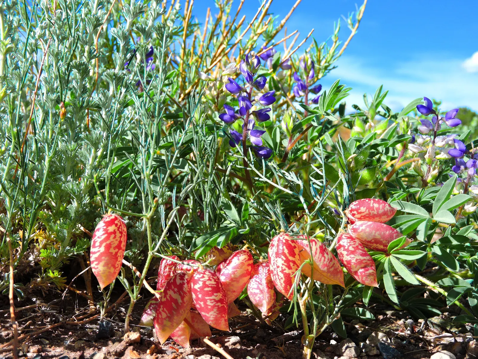 Pacific Lupine (Lupinus Lepidus) — which can be toxic if ingested; each bearing 5 to 9 leaflets that create a whorled appearance reminiscent of a hand with