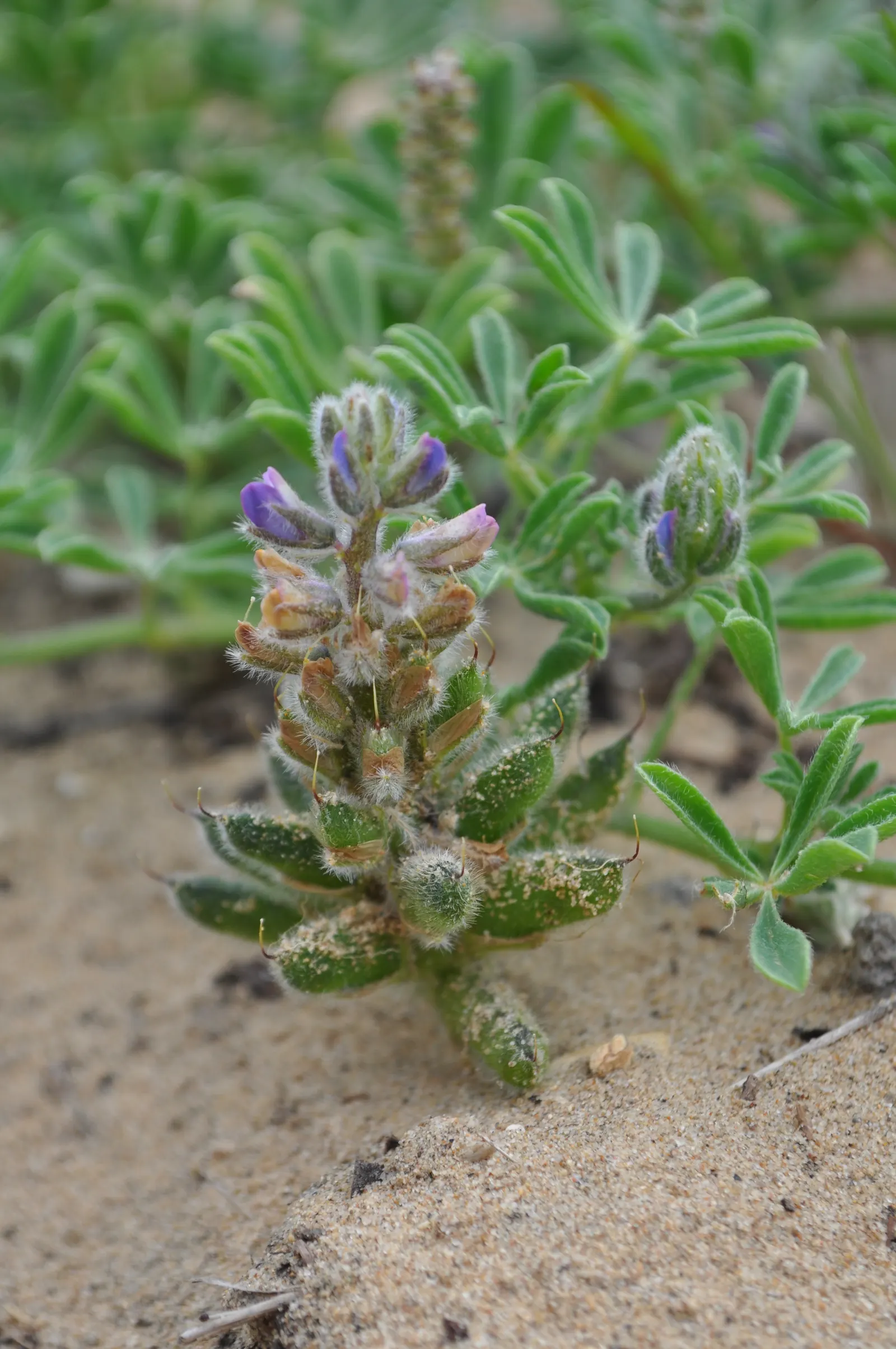Pacific Lupine (Lupinus Lepidus) — each bearing 5 to 9 leaflets that create a whorled appearance reminiscent of a hand with outspread fingers; pacific Lupine
