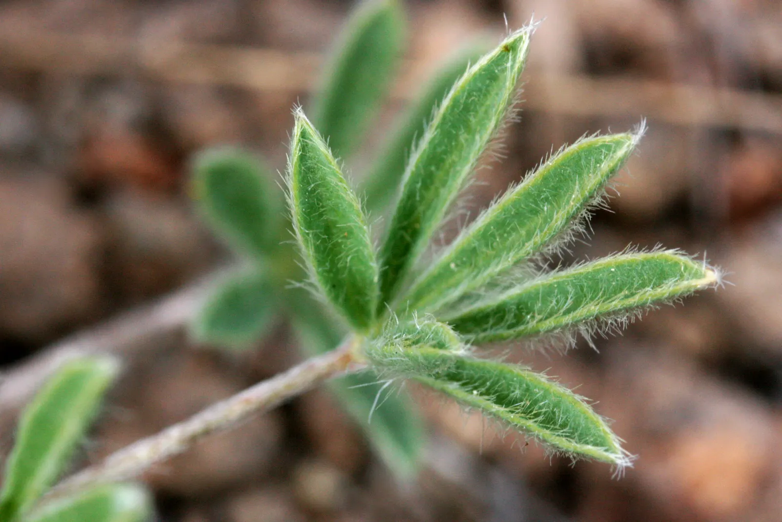 Pacific Lupine (Lupinus Lepidus) — This nitrogen-fixing legume enhances soil fertility
