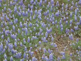 Pacific Lupine (Lupinus Lepidus) — Space plants about 1 foot apart for a lush, colorful display; each individual flower is a delicate showcase of, image 65