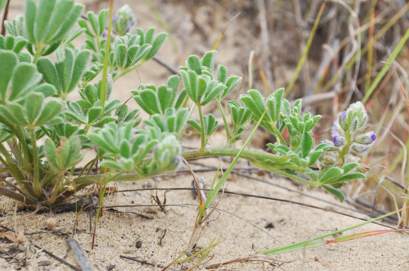 Pacific Lupine (Lupinus Lepidus) — This species is native to the western United States, particularly flourishing in the Pacific Northwest; is a perennial