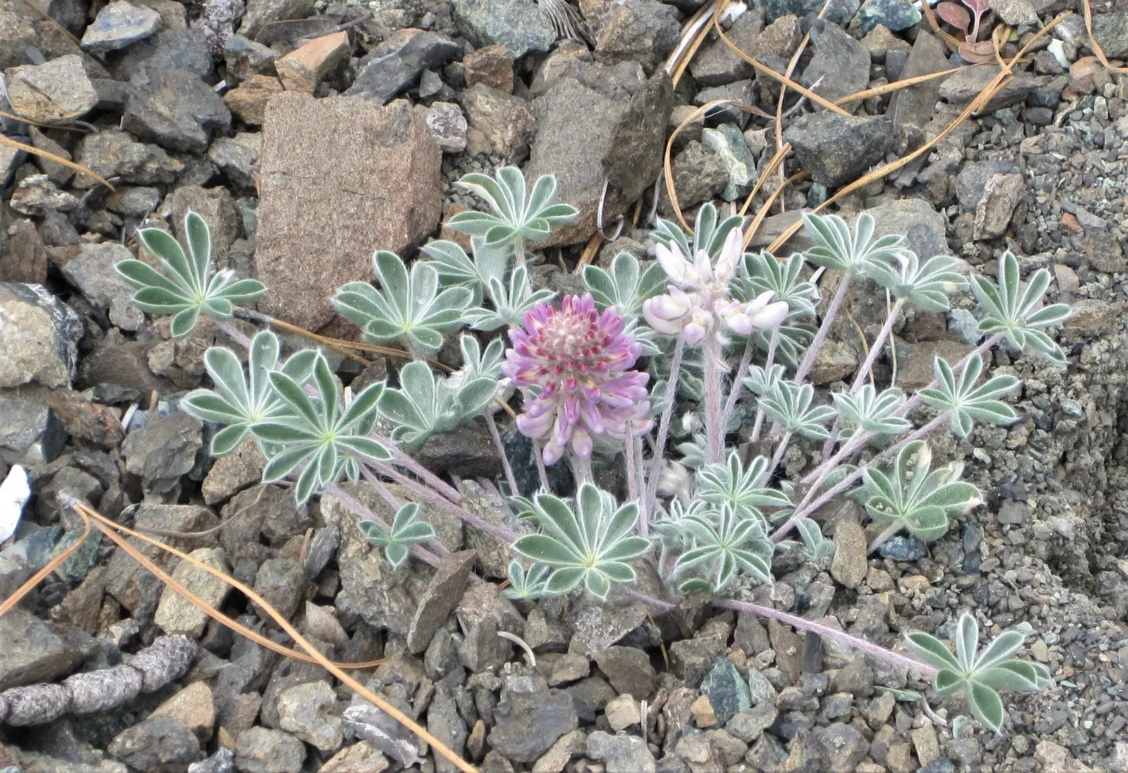 Pacific Lupine (Lupinus Lepidus) — scientifically known as Lupinus lepidus; so exercise caution if pets or children will be frequenting the garden area