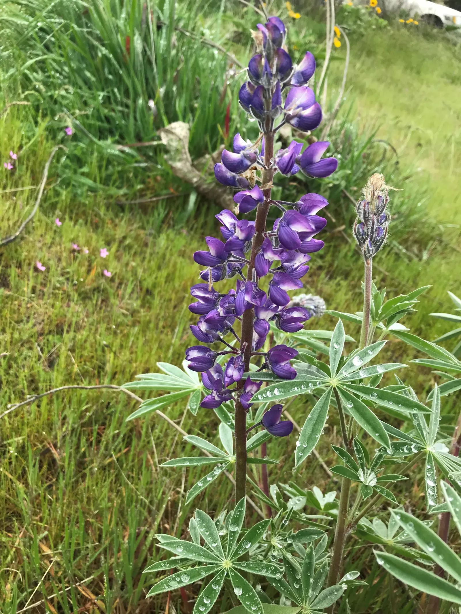 Pacific Lupine (Lupinus Lepidus) — scientifically known as Lupinus lepidus