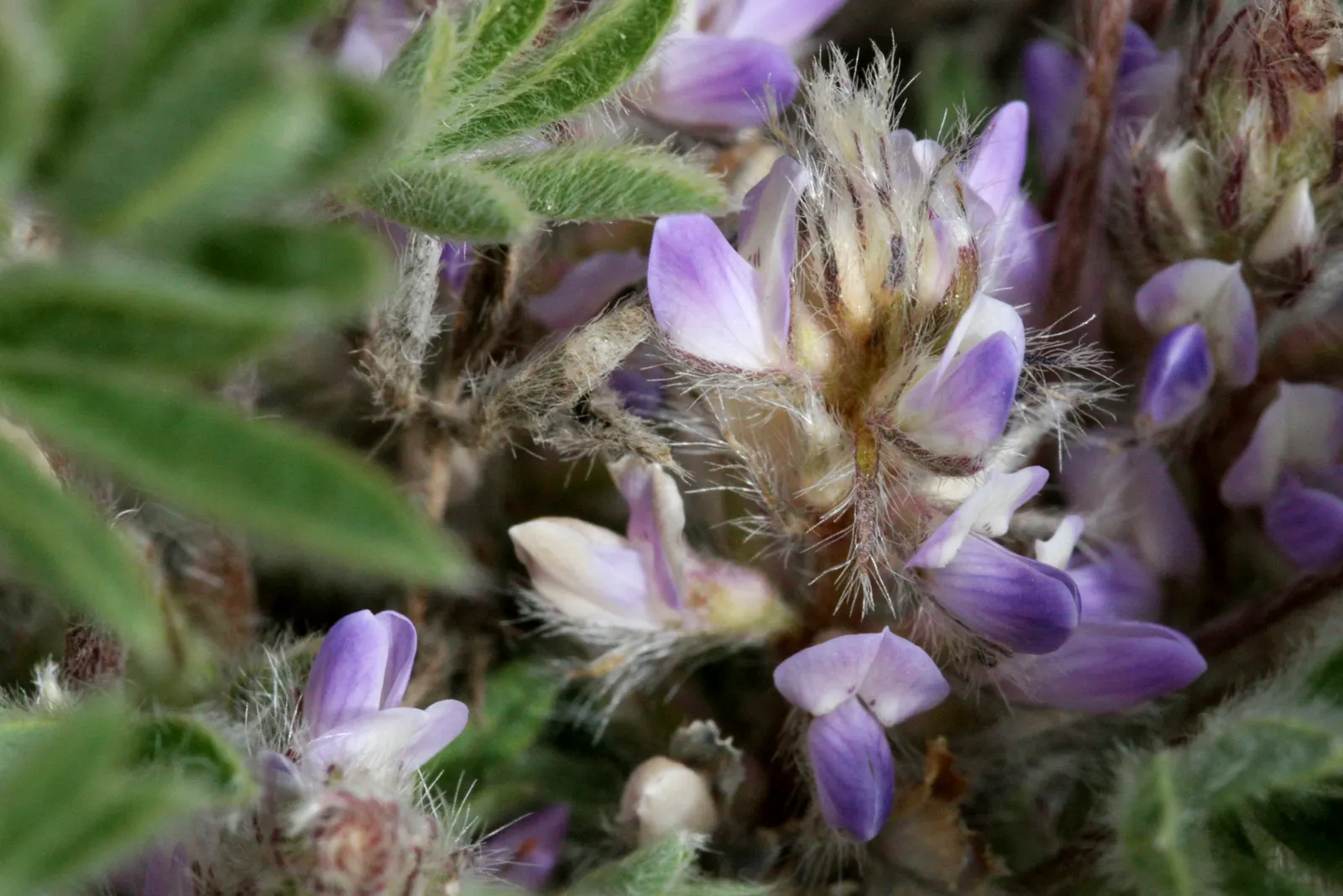 Pacific Lupine (Lupinus Lepidus) — This lupine species is also known for its ability to fix nitrogen in the soil; requires well-drained soil, moderately