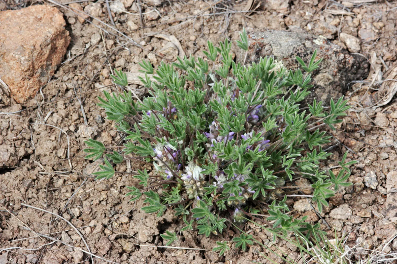 Pacific Lupine (Lupinus Lepidus) — perfect for restoration projects; a perennial reaching 1-2 feet tall, it showcases vibrant blue to violet spikes in late