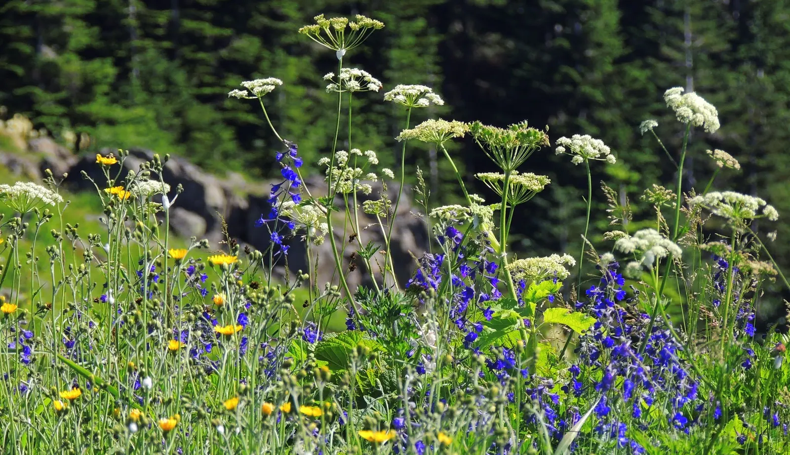 Pacific Lupine (Lupinus Lepidus) — Requires well-drained soil, moderately drought-resistant once established; this species is native to the western, image 64