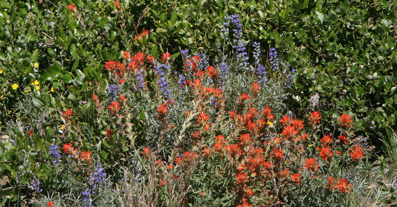 Pacific Lupine (Lupinus Lepidus) — blue and purple flowers in the garden; keep in mind its moderate stature, image 85