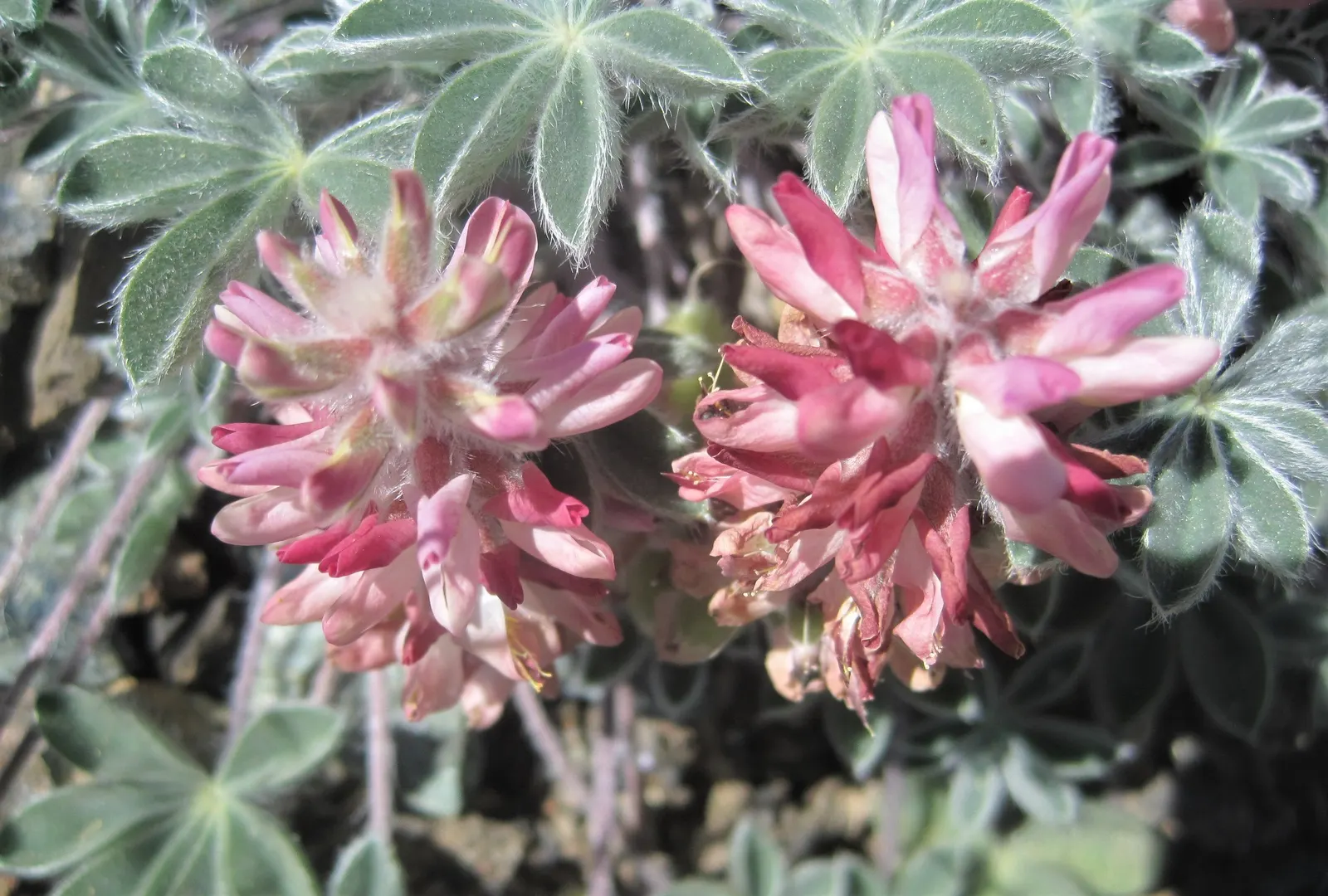 Pacific Lupine (Lupinus Lepidus) — is a perennial herbaceous plant that brings vibrant color and diversity to any landscape