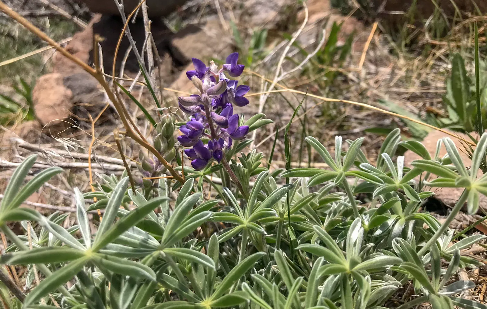 Pacific Lupine (Lupinus Lepidus) — Each individual flower is a delicate showcase of blue to violet hues