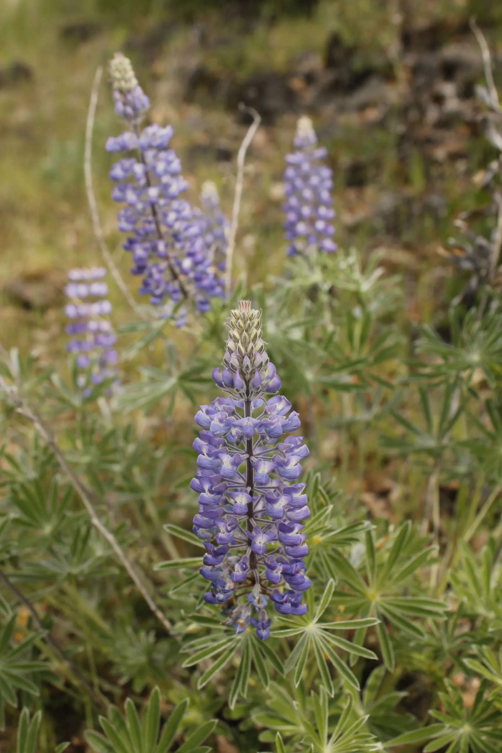 Pacific Lupine (Lupinus Lepidus) — so exercise caution if pets or children will be frequenting the garden area; lupinus lepidus requires minimal, image 82