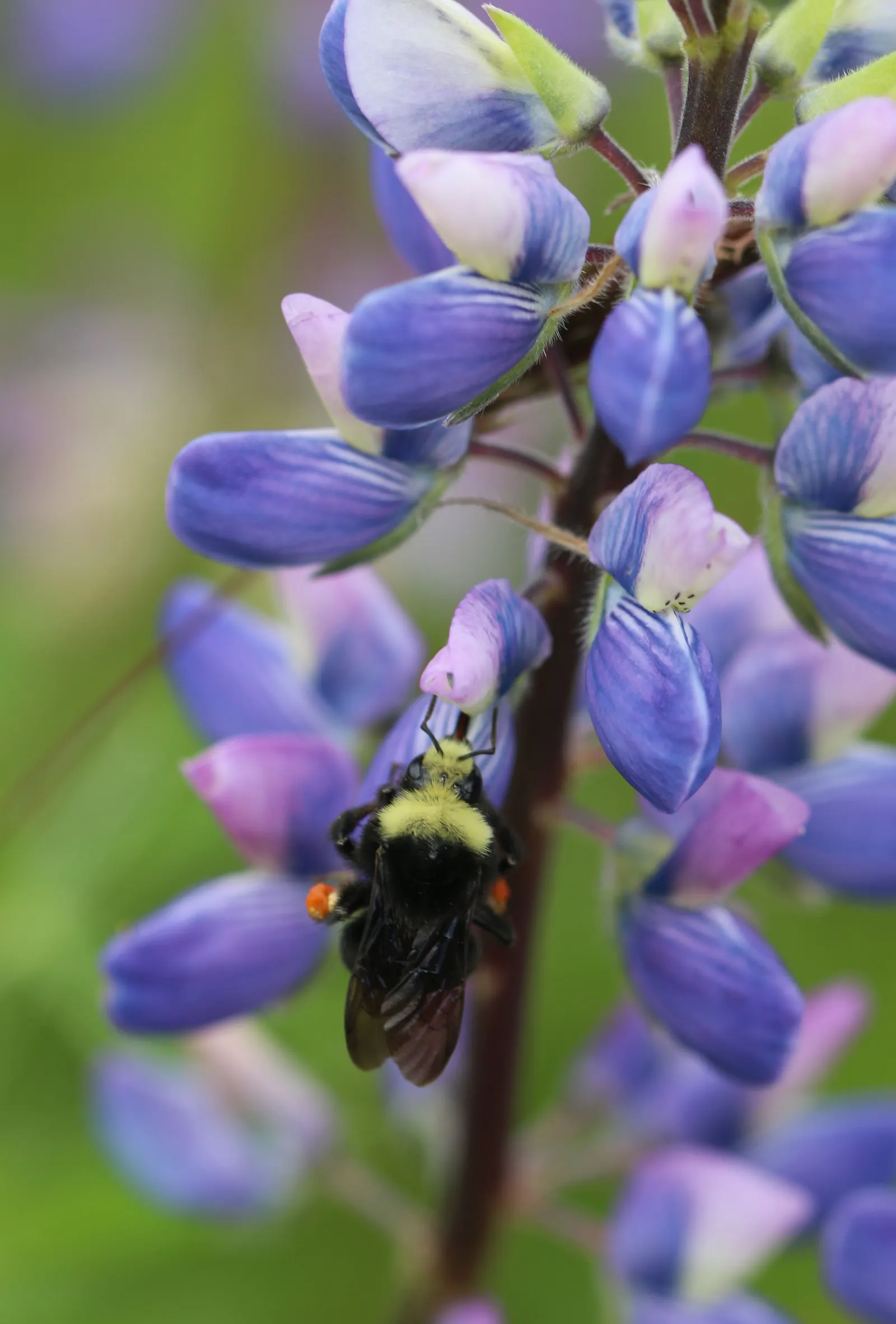 Pacific Lupine (Lupinus Lepidus) — This species is native to the western United States, particularly flourishing in the Pacific Northwest; is a, image 97