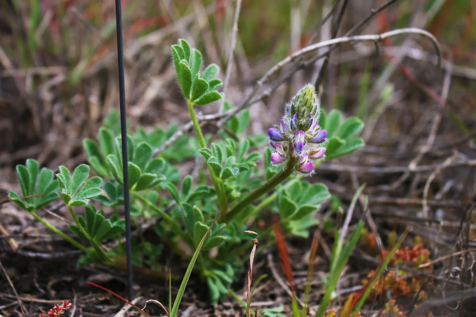 Pacific Lupine (Lupinus Lepidus) — Pacific Lupine (Lupinus lepidus) flourishes in U.S