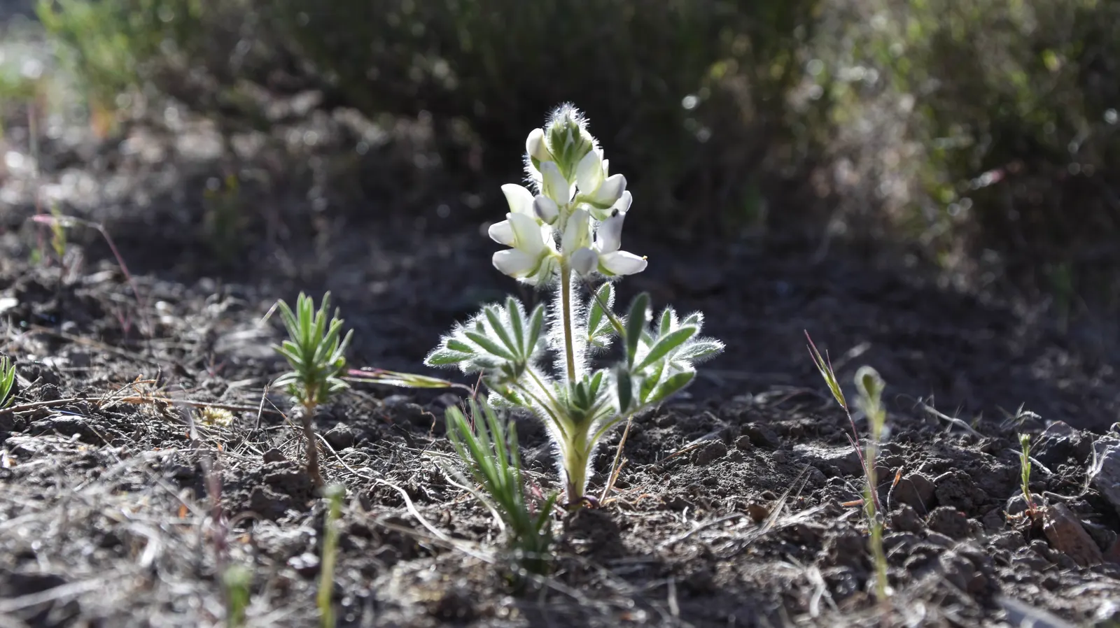 Pacific Lupine (Lupinus Lepidus) — As a drought-tolerant plant; these leaves are typically 1 to 3 inches long, image 77
