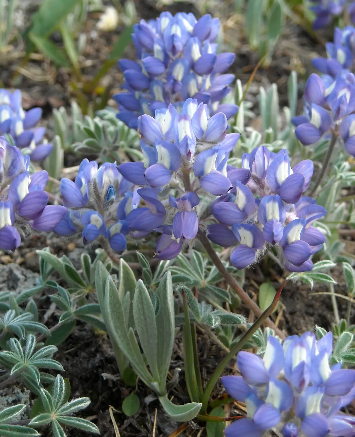 Pacific Lupine (Lupinus Lepidus) — perfect for restoration projects; a perennial reaching 1-2 feet tall, it showcases vibrant blue to violet spikes, image 63