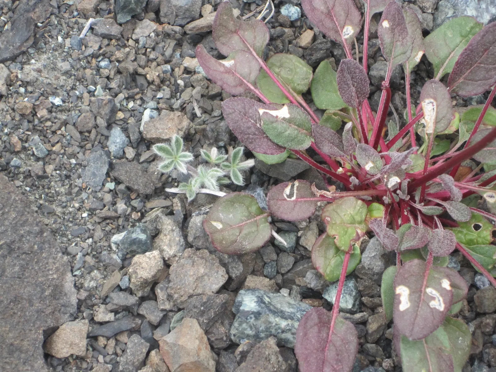 Pacific Lupine (Lupinus Lepidus) — Lupinus lepidus requires minimal watering; making it a low-maintenance and eco-friendly option for your client's garden