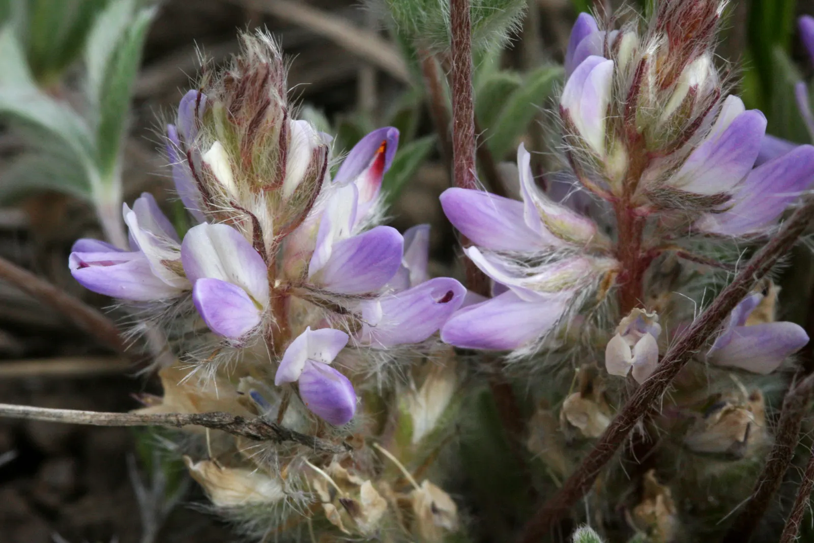 Pacific Lupine (Lupinus Lepidus) — Each individual flower is a delicate showcase of blue to violet hues; ground cover / perennial for full