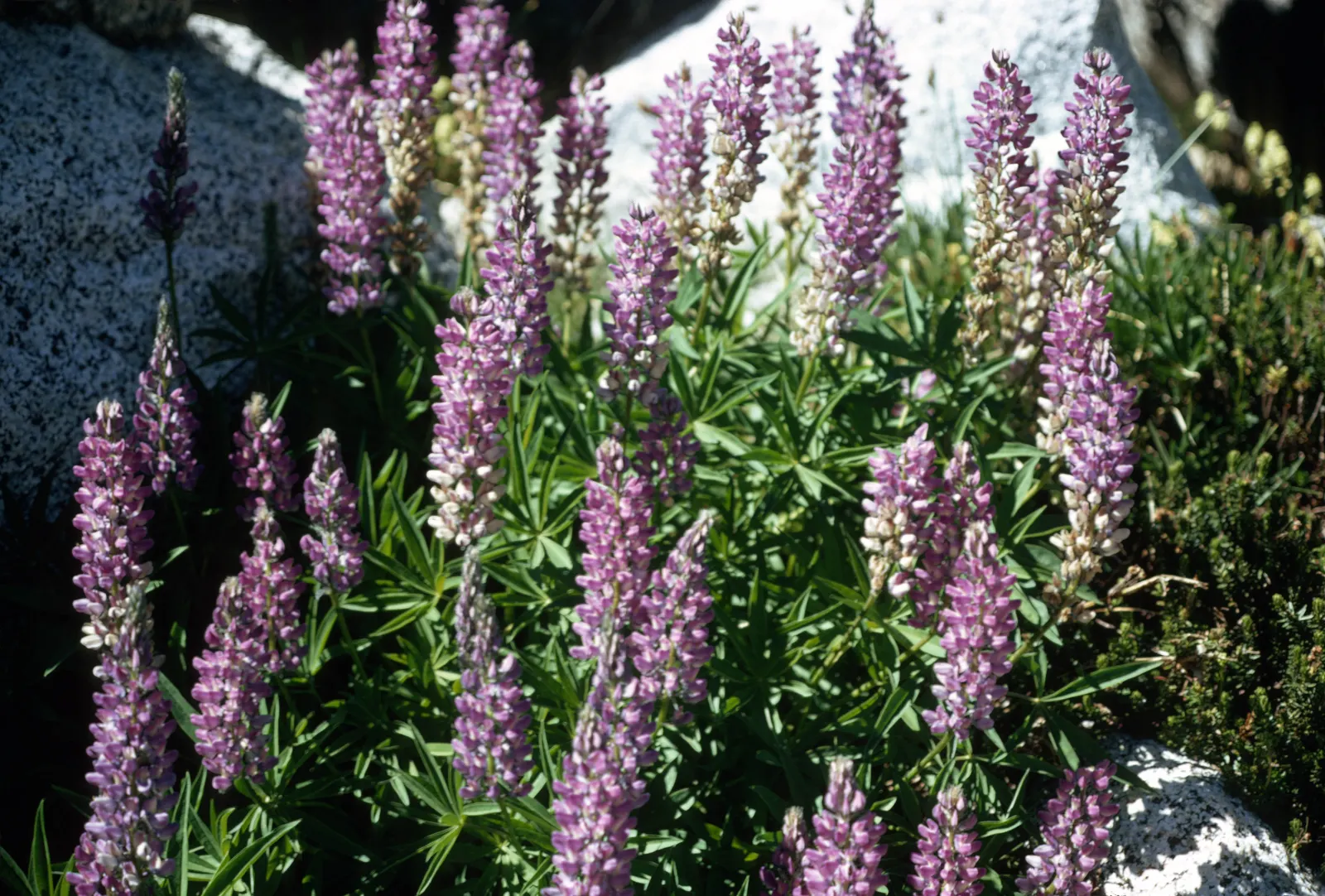 Pacific Lupine (Lupinus Lepidus) — ultimately supporting local ecosystems and adding life to your design