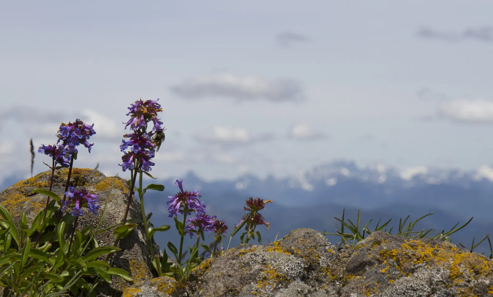 Pacific Lupine (Lupinus Lepidus) — Pacific Lupine (Lupinus lepidus) flourishes in U.S; this nitrogen-fixing legume enhances soil fertility, image 88