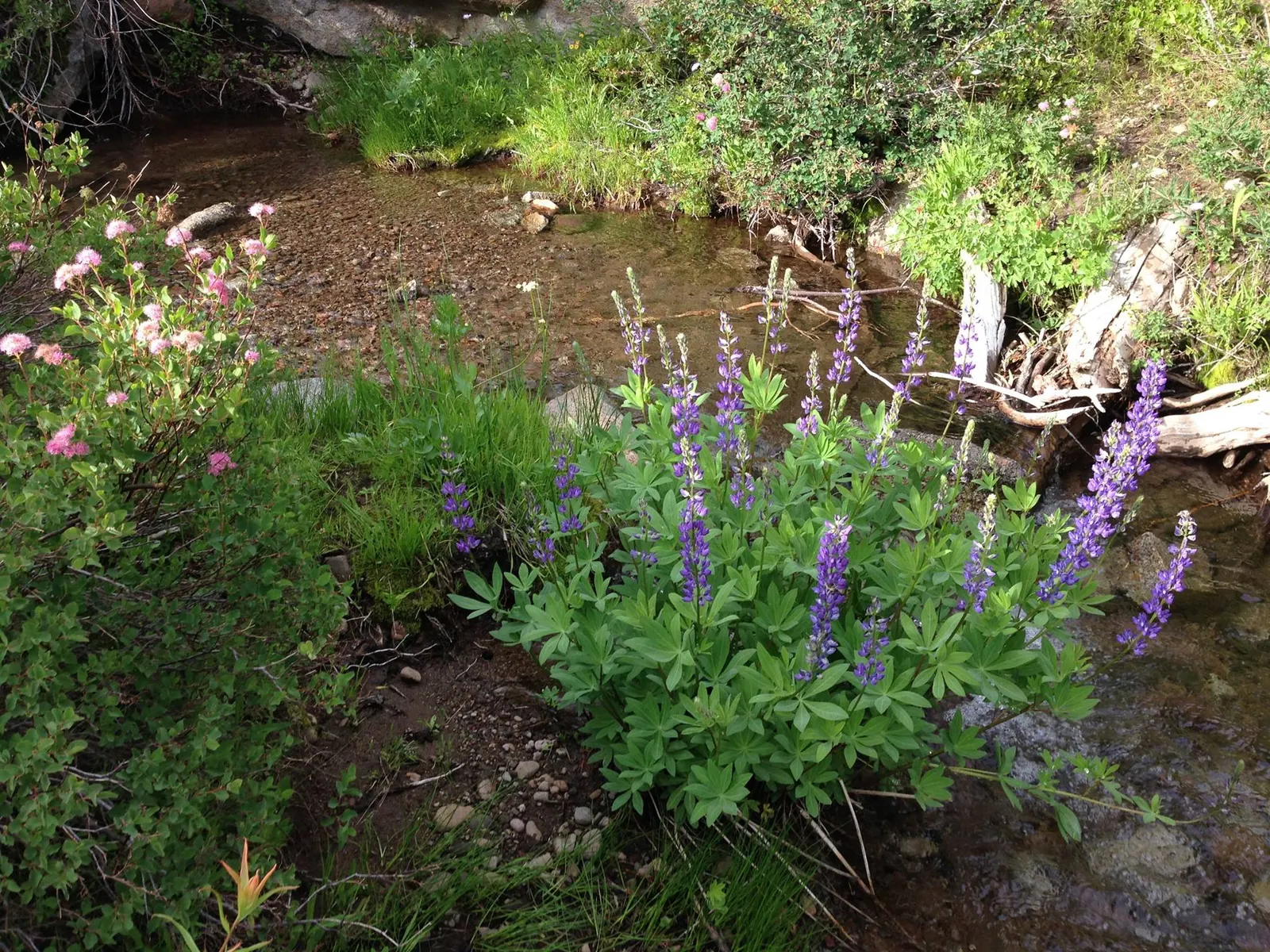 Pacific Lupine (Lupinus Lepidus) — These leaves are typically 1 to 3 inches long; scientifically known as Lupinus lepidus, image 72