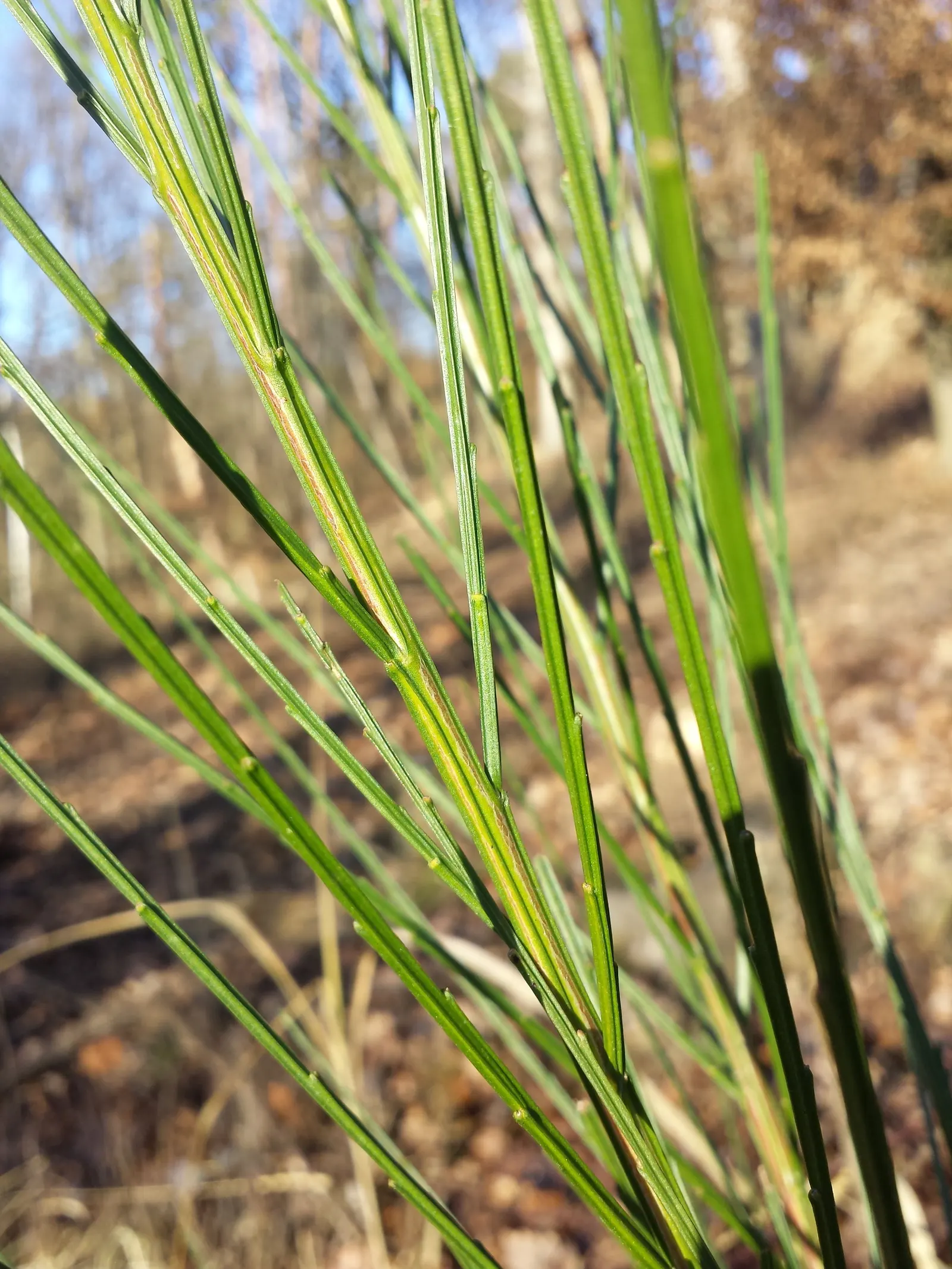 Scotch Broom (Cytisus Scoparius) — While hardy and drought-tolerant, it‚Äôs considered invasive in some regions; demanding little water once, image 52