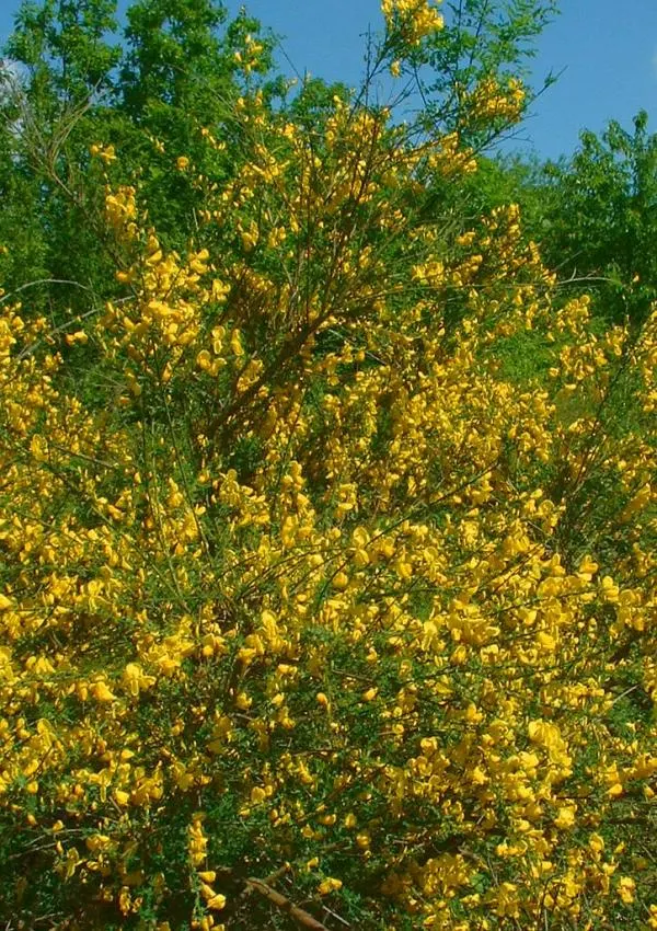Scotch Broom (Cytisus Scoparius) — is a vibrant shrub reaching 3-6 ft in height and 4-5 ft in width; the Scotch broom's flowers are a bright lemon, image 48
