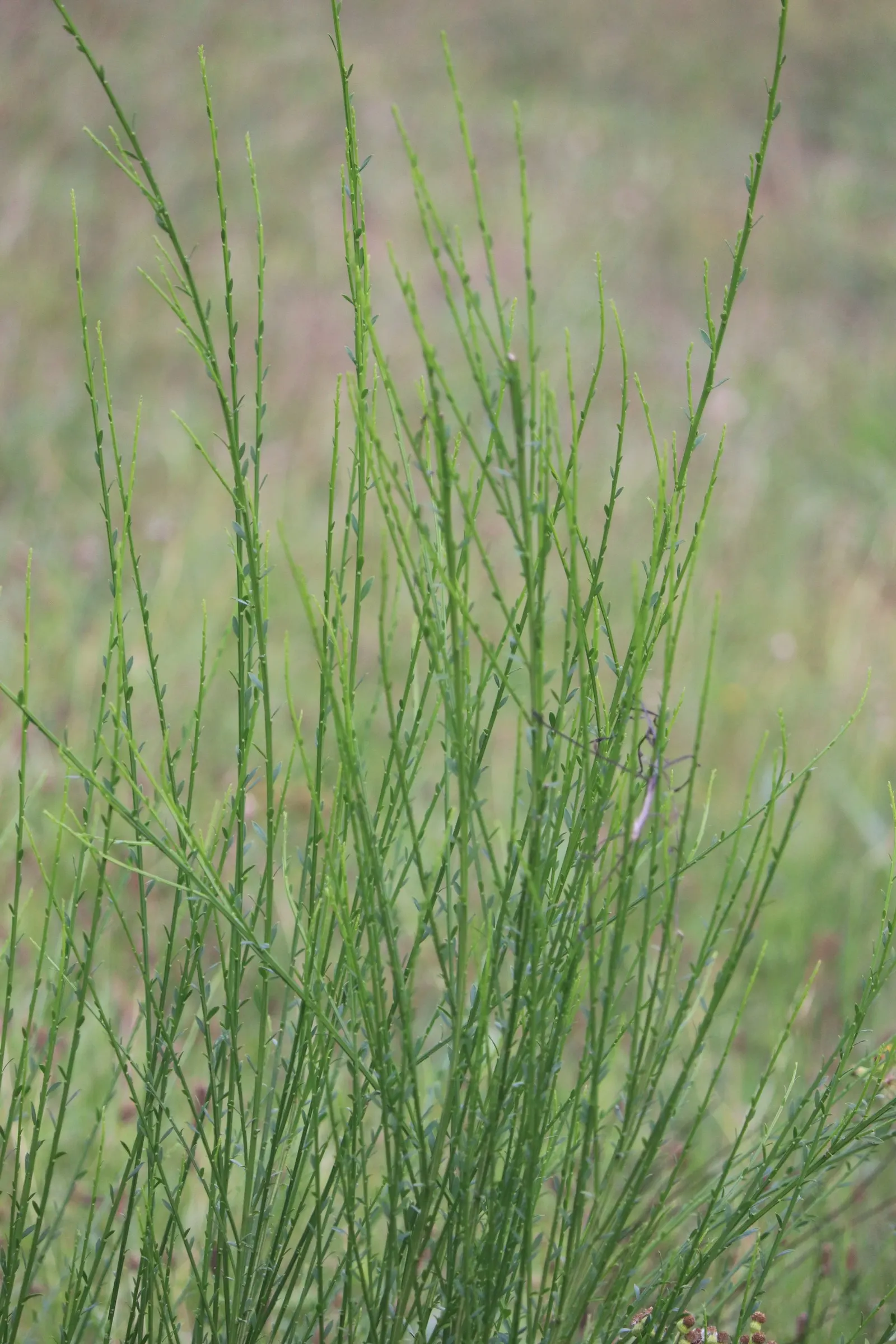 Scotch Broom (Cytisus Scoparius) — Ideal for adding color to borders and wild garden areas