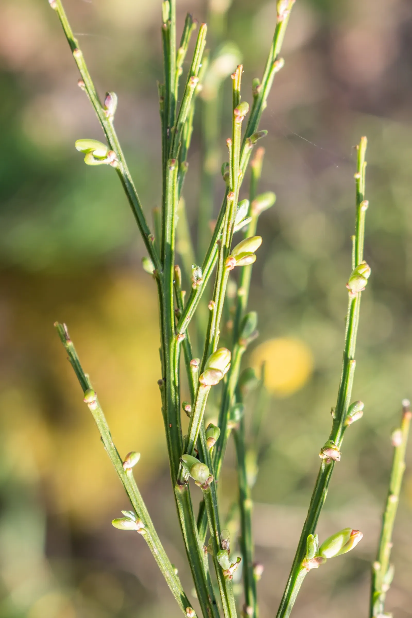 Scotch Broom (Cytisus Scoparius) — A member of the Fabaceae family; ensuring that the flowers take center stage when in bloom.<br><br>Despite its beauty