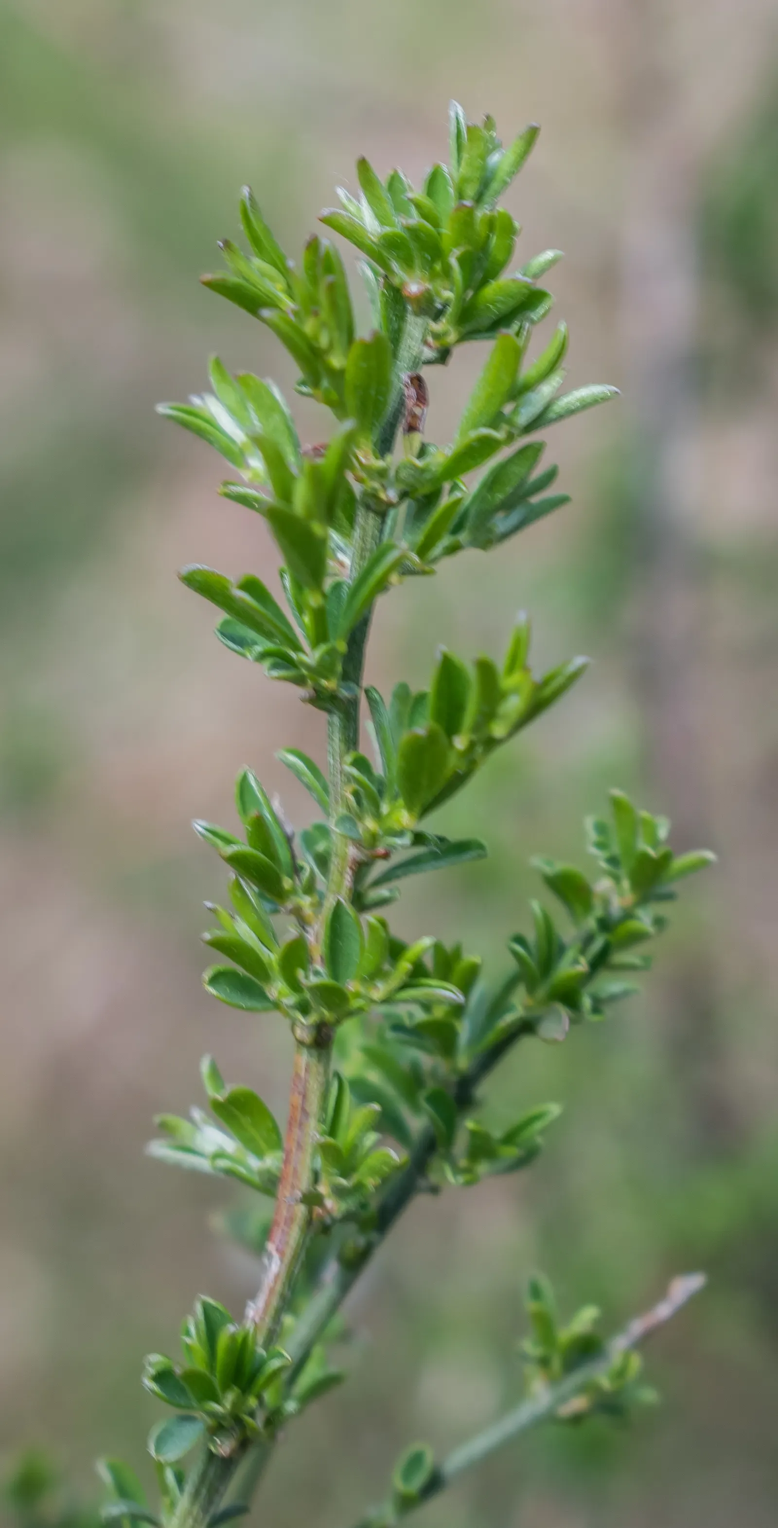 Scotch Broom (Cytisus Scoparius) — yellow flowers in the garden; while hardy and drought-tolerant, it‚Äôs considered invasive in some regions, image 113