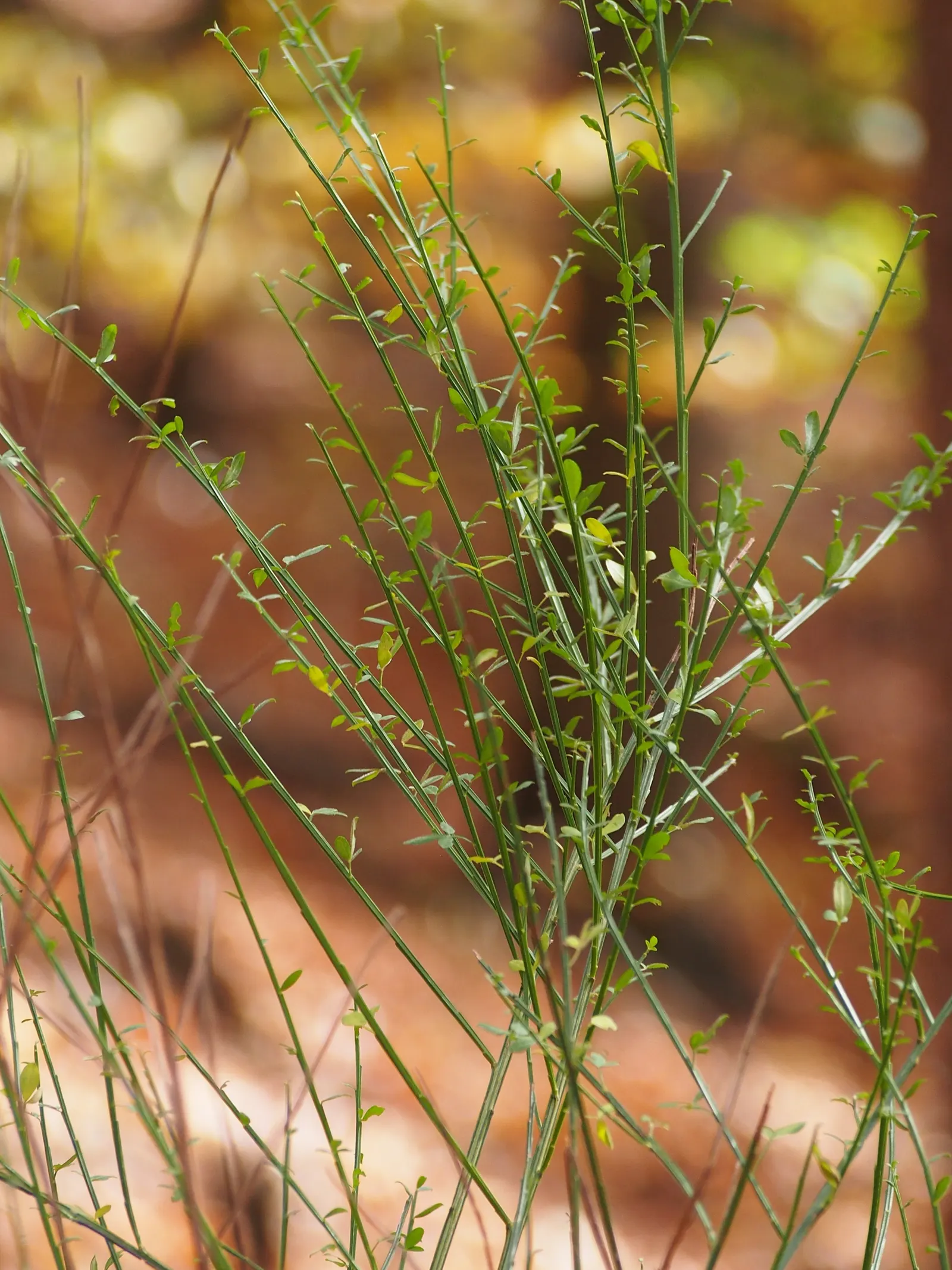 Scotch Broom (Cytisus Scoparius) — this deciduous perennial thrives in full sun and well-drained soil; a member of the Fabaceae family, image 120