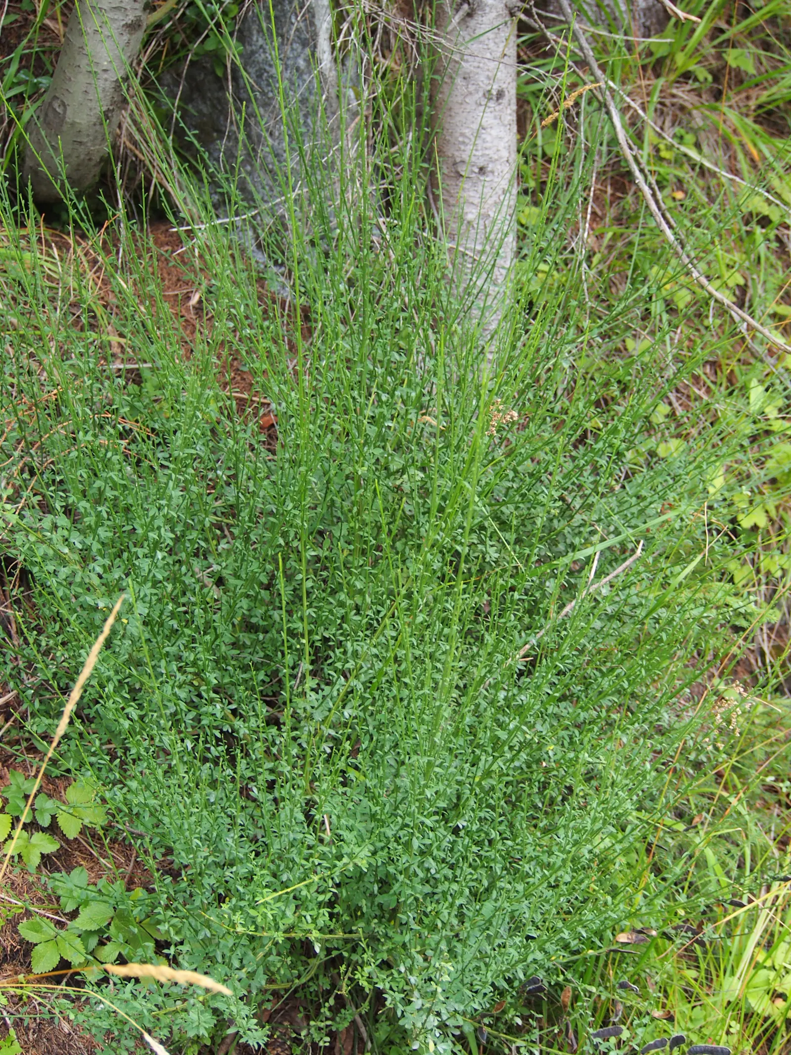 Scotch Broom (Cytisus Scoparius) — simple leaves are somewhat inconspicuous; it provides a striking visual impact and is a low-maintenance option, image 105