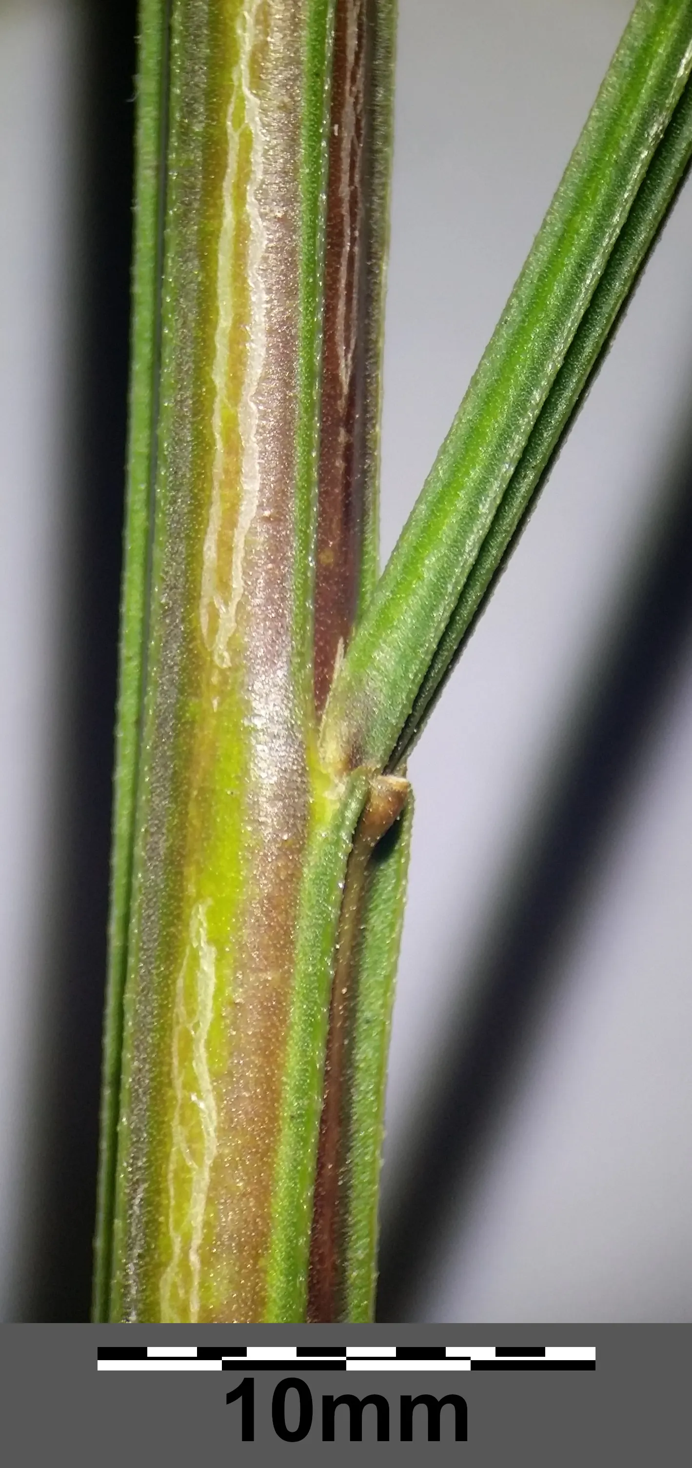 Scotch Broom (Cytisus Scoparius) — the Scotch broom's flowers are a bright lemon hue and are particularly attractive to bees and butterflies; this, image 80